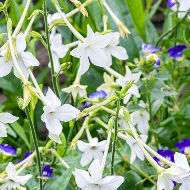 Jasmine Tobacco Seeds, 500+ Non-GMO Night-Blooming Nicotiana alata Flower Pack