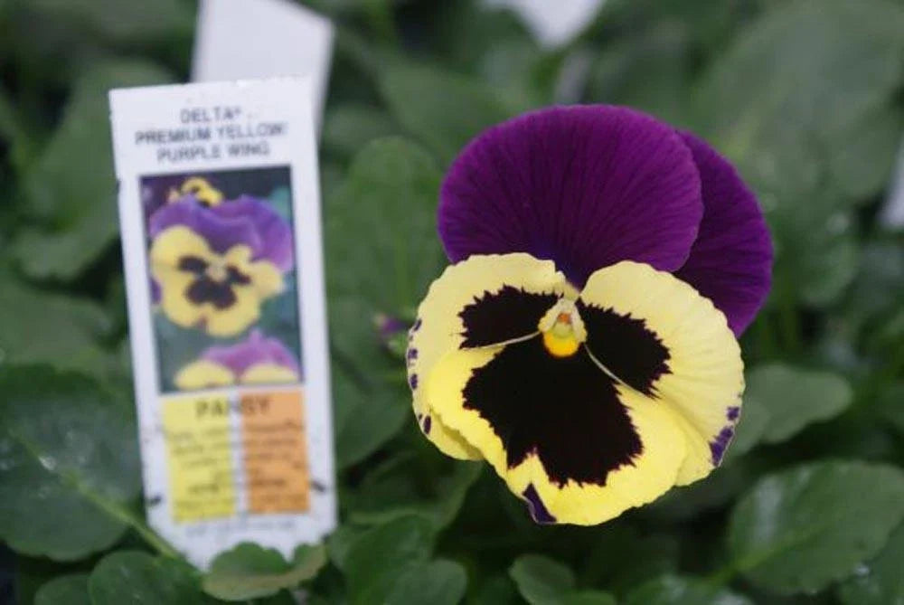 Pansy Seeds - 50 Delta Premium Yellow with Purple Wing - Viola × wittrockiana - Annual Flower for Garden Beds & Containers
