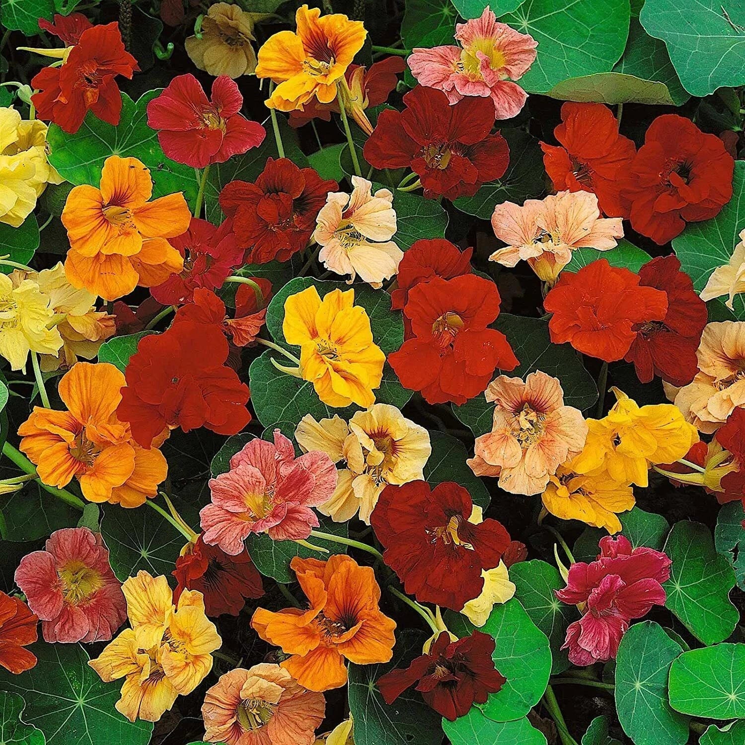 Dwarf Jewel Mix Nasturtium Seeds, Colorful Blooming Vine, Tropaeolum majus, Compact Growth, Edible Flowers