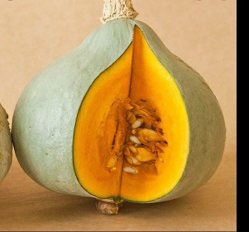 Blue Hubbard Winter Squash Seeds - New England Heirloom Cucurbita maxima - 10 to 400 Seeds