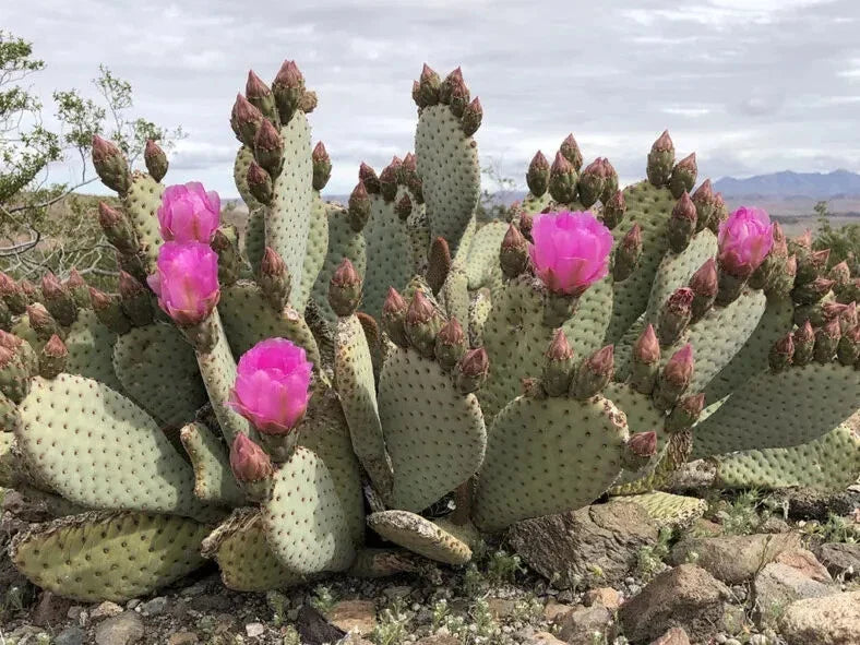 Opuntia basilaris Beaver Tail Cactus 1 Pad with Pink Flowers, Drought-Tolerant Succulent for Desert Gardens
