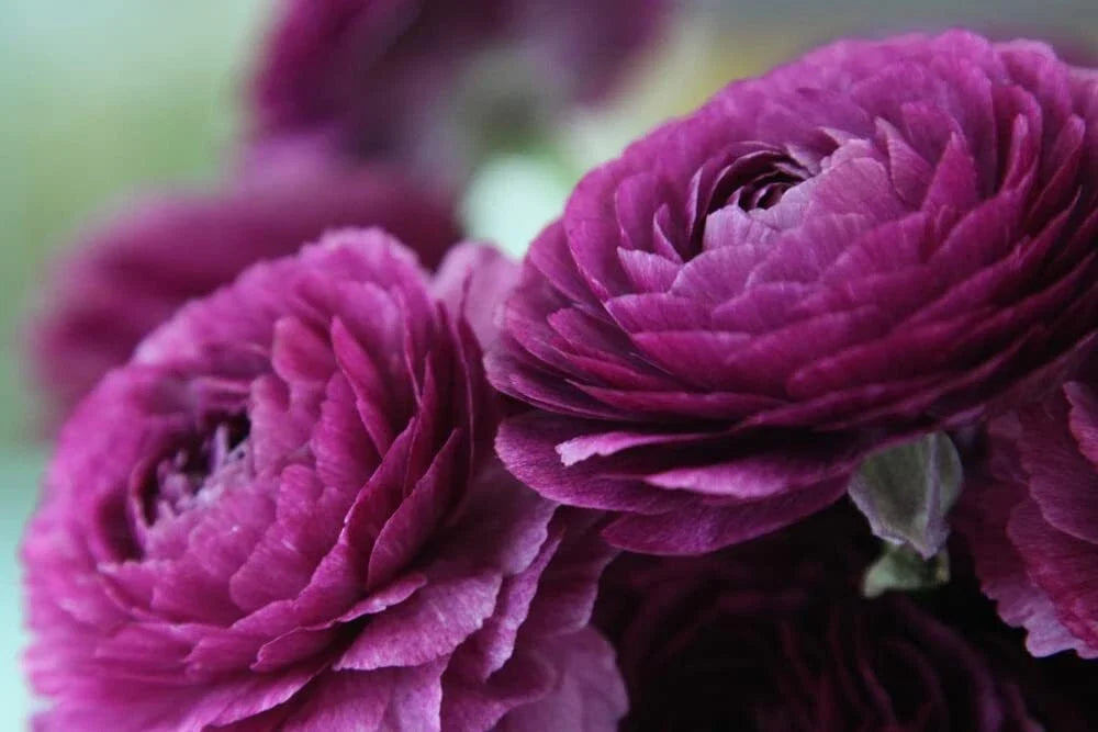 Ranunculus Bulbs for Planting – Buttercup Flower – Vibrant Colors – Ranunculus asiaticus – Garden & Container Use