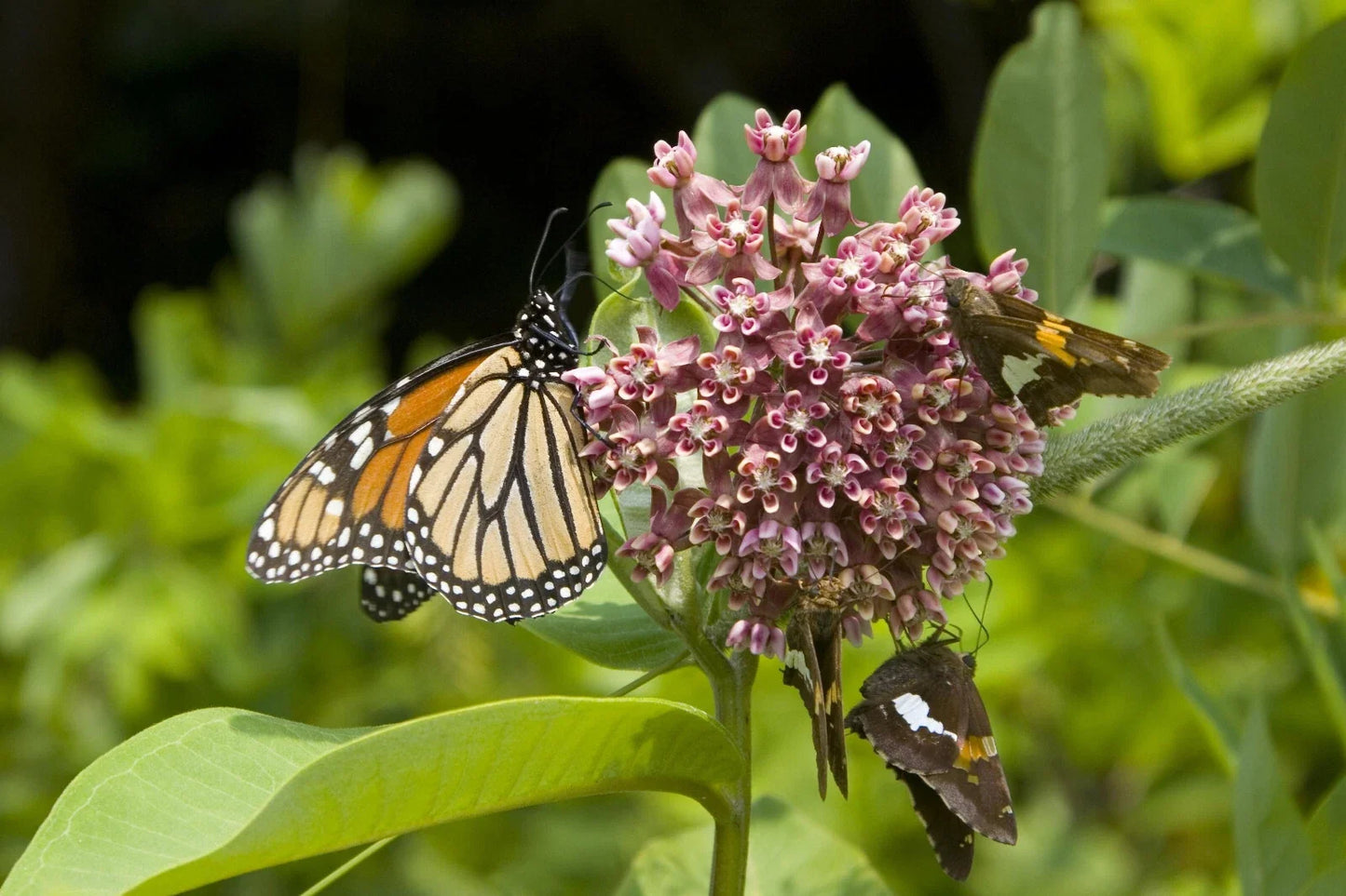 Common Milkweed Seeds - 100+ Pack - Asclepias Syriaca - Native Butterfly and Pollinator Plant Seed