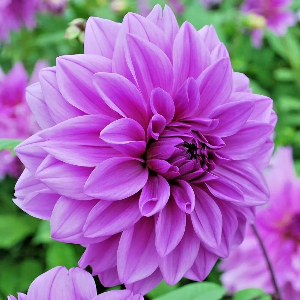 Dahlia 'Lilac Time' Tuber - Lavender Purple Dinner Plate Flower Plant - Clump-Forming Perennial for Garden