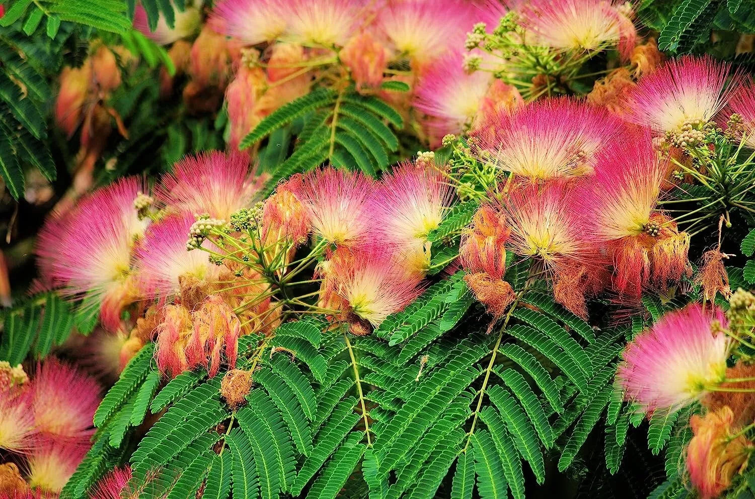 Mimosa Silk Tree Seeds - Albizia julibrissin, Fast Growing, Showy Pink Flowers, Fragrant Foliage, 50 Seeds