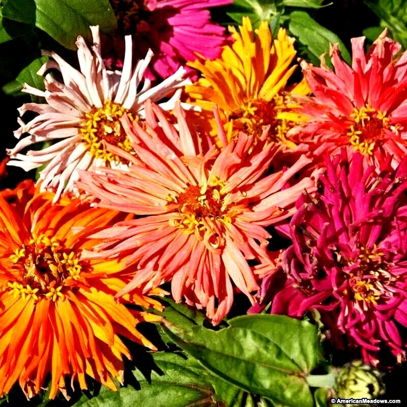 Giant Cactus Zinnia Seed Mix - 100+ Seeds for Colorful Blooms - Zinnia elegans Garden Flower Pack