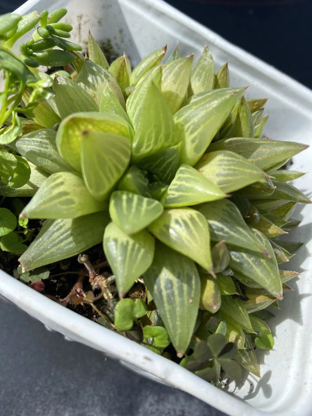 Haworthia cymbiformis Cathedral Window Succulent Plant in 4 Inch Pot
