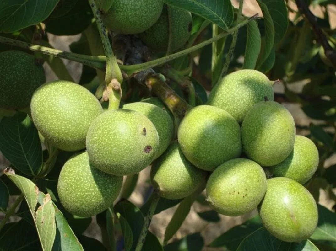 Black Walnut Tree Live Plant Seedling | Juglans nigra | Deciduous, Full Sun, Edible Walnuts