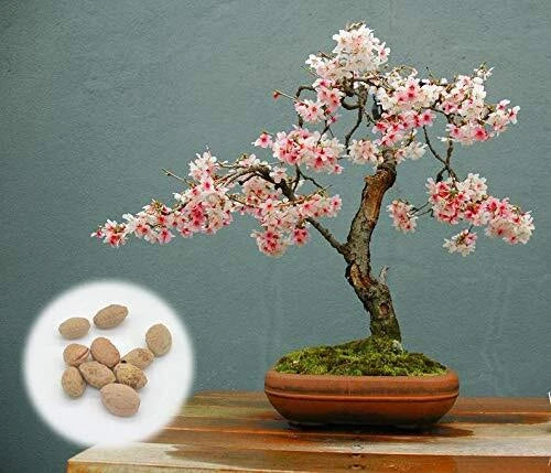 Japanese Flowering Cherry Blossom Bonsai Seeds - 10 Exotic Prunus serrulata Seeds for Miniature Tree Cultivation