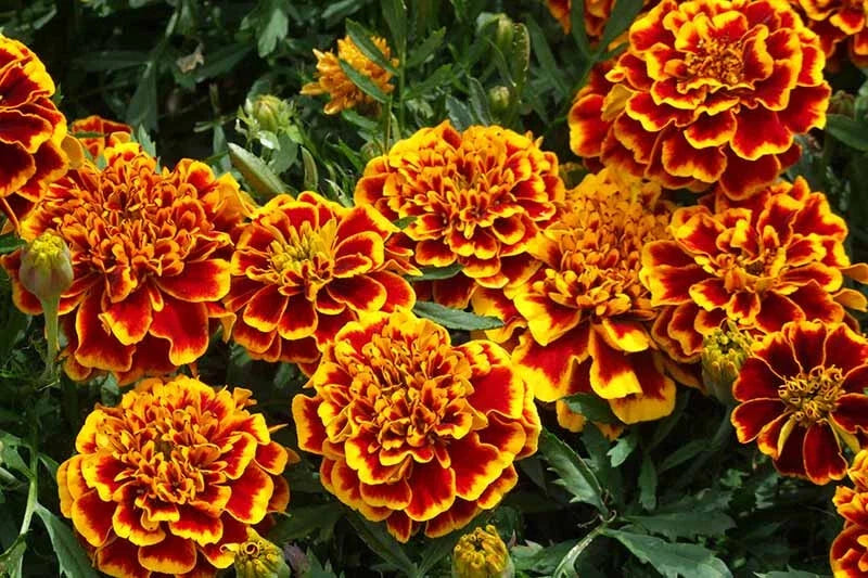 Colossus Red Gold Marigold Seeds - Tagetes erecta - Bright Flowering Annual for Garden Beds & Containers - 25+ Pack