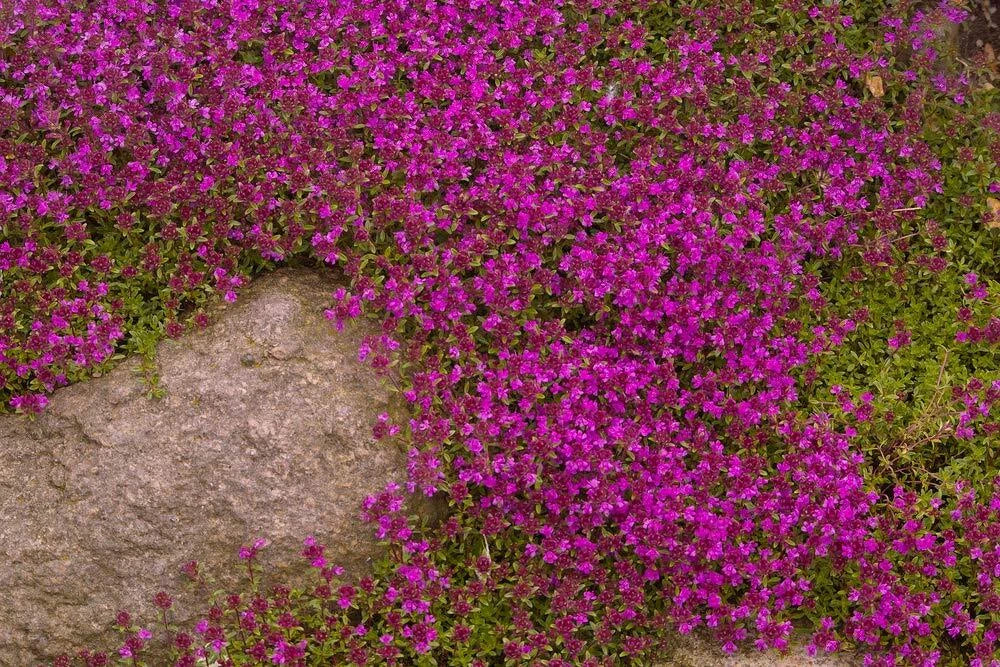 Purple Creeping Thyme Seeds - Thymus serpyllum Ground Cover, 250+ Seeds for Landscaping and Erosion Control