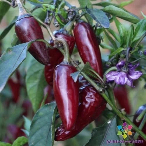 Purple Jalapeno Pepper Seeds – 25+ Spicy Capsicum annuum for Gardening, Container, USA, Free Shipping