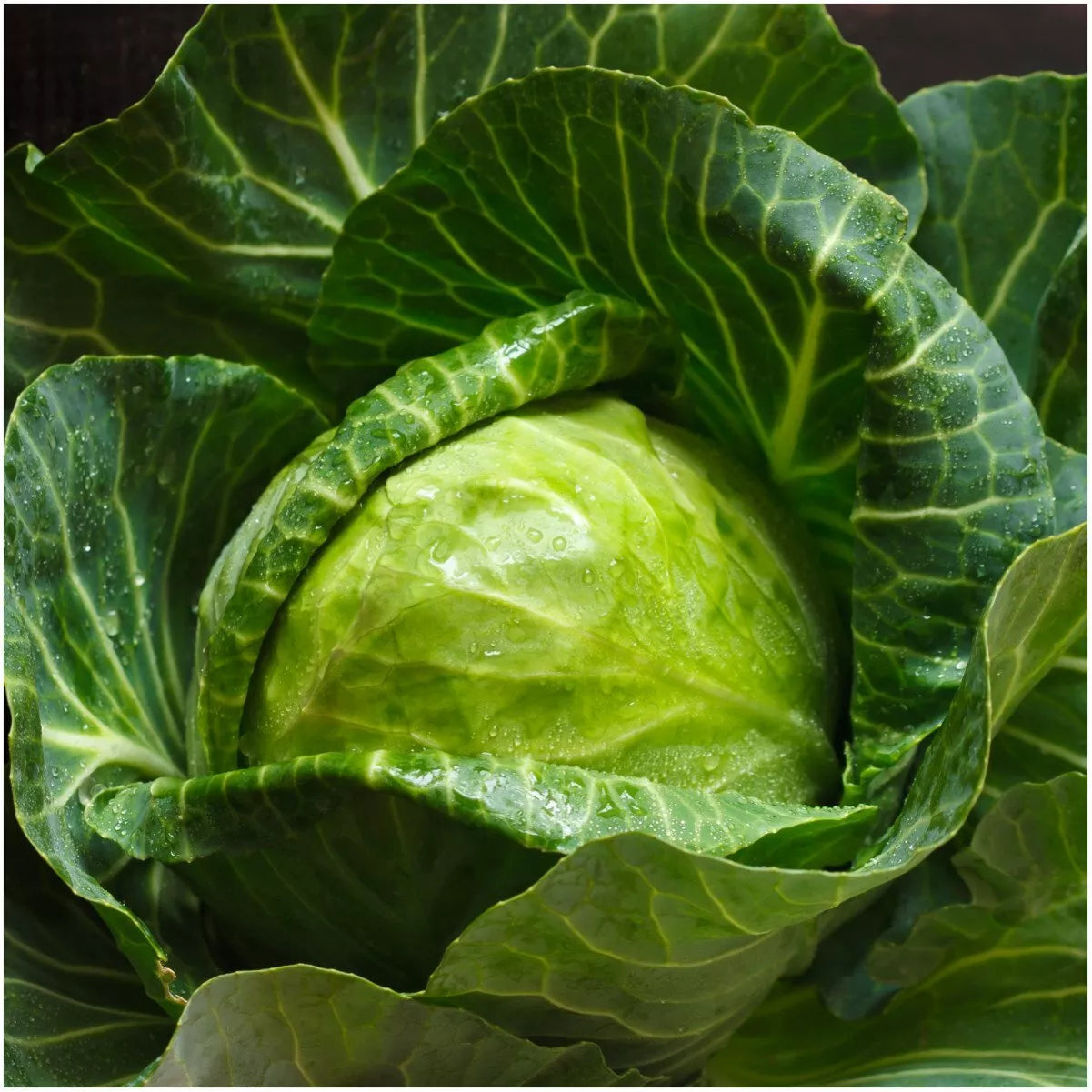 Early Round Dutch Cabbage Seeds – Non-GMO Vegetable Seeds for Home Garden, Brassica oleracea var. capitata, 300+ Seeds