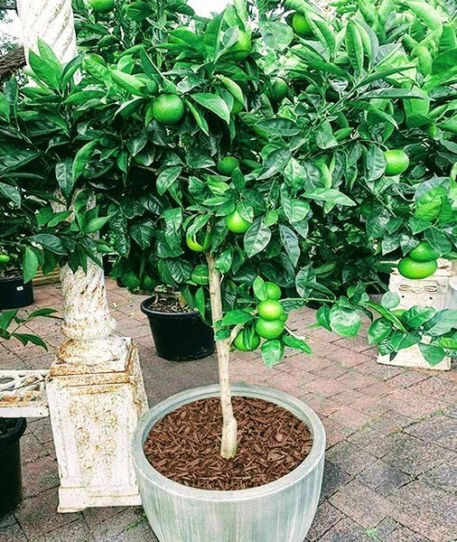 Key Lime Tree - Thornless Citrus aurantiifolia Live Plant in 3-Gallon Pot - Fruiting Variety for Garden or Container