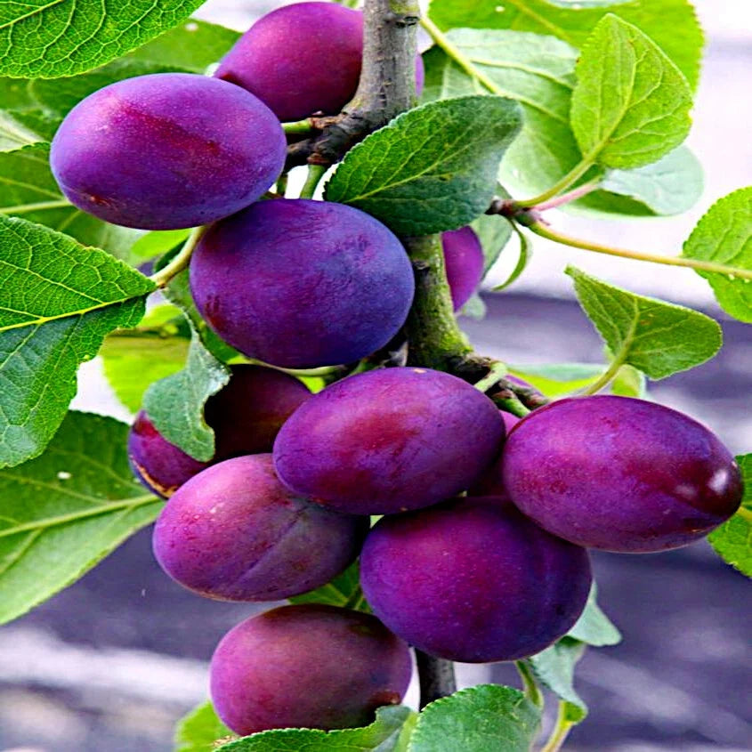 American Plum Tree Seeds - Prunus americana - Hardy Zone 3 Fruit & Flower Plant, Fast Growing, Drought-Resistant, Non-GMO Seeds