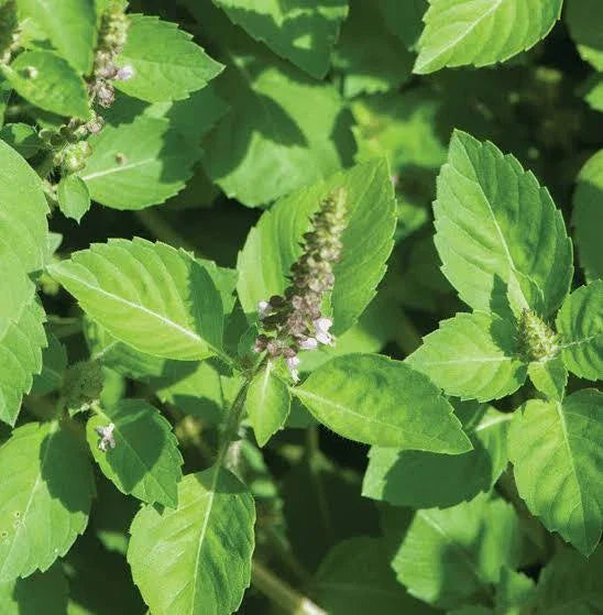 Holy Basil Seeds 200+ - Ocimum Sanctum Medicinal Herb - USA Grown