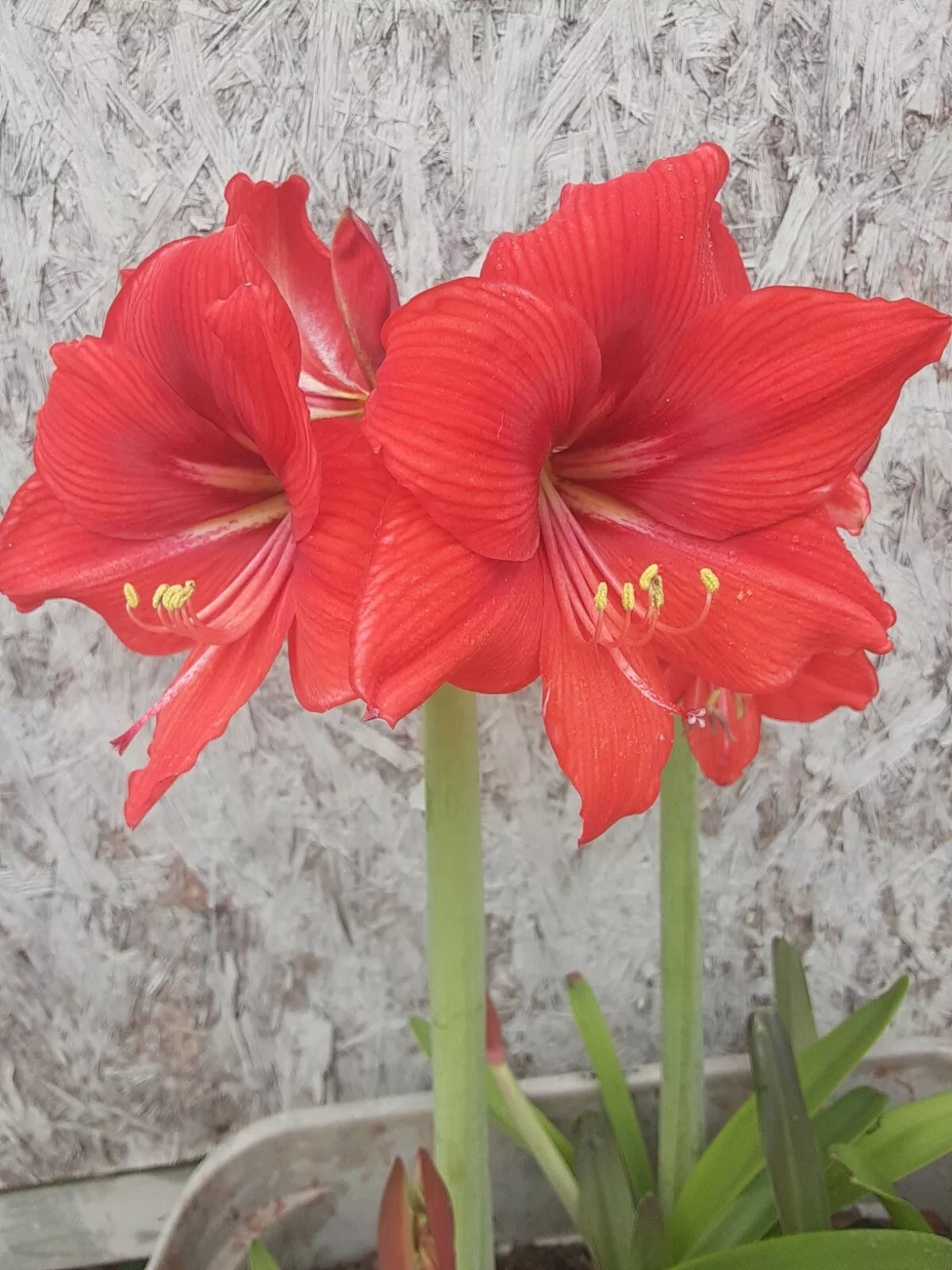 Red Orange Amaryllis Bulb Live Flowering Plant for Indoor Garden - Hippeastrum