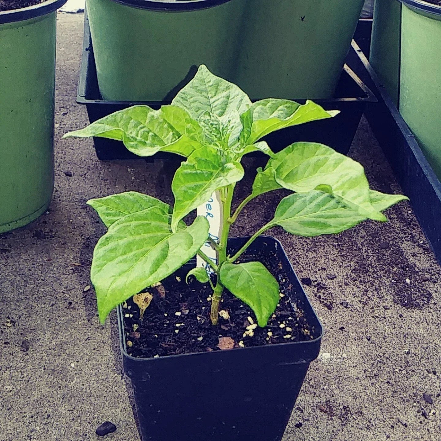 4'' AJI' DULCE Pepper Plant - Sweet Chili Pepper Live Plant Capsicum chinense