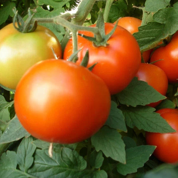Early Girl Tomato Seeds F1 Hybrid Non-GMO Heirloom Solanum lycopersicum, Fast Maturing, High Yield, Disease Resistant