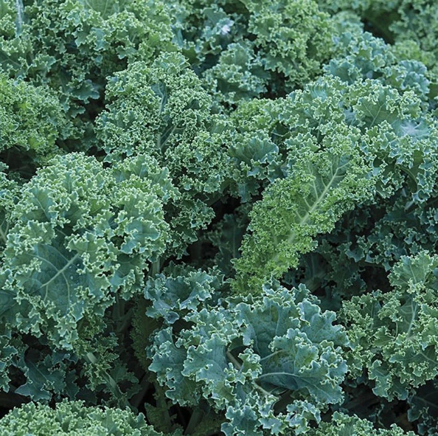Blue Curled Scotch Kale Seeds - 300+ Non-GMO Brassica oleracea var. sabellica