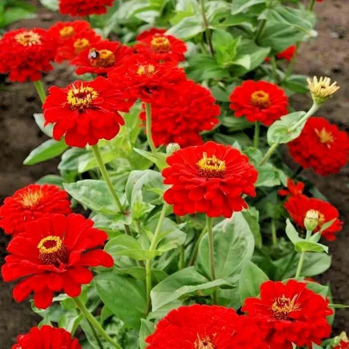 Red Zinnia Flower Seeds - 301+ Premium Cherry Blooms, Easy Grow Annuals, Zinnia elegans for Garden, Cut Flowers & Borders