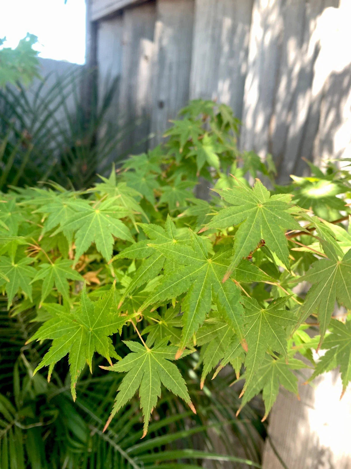 Japanese Maple Cuttings - 5 Green Stem Propagation Material - Acer palmatum for Garden, Bonsai & Containers