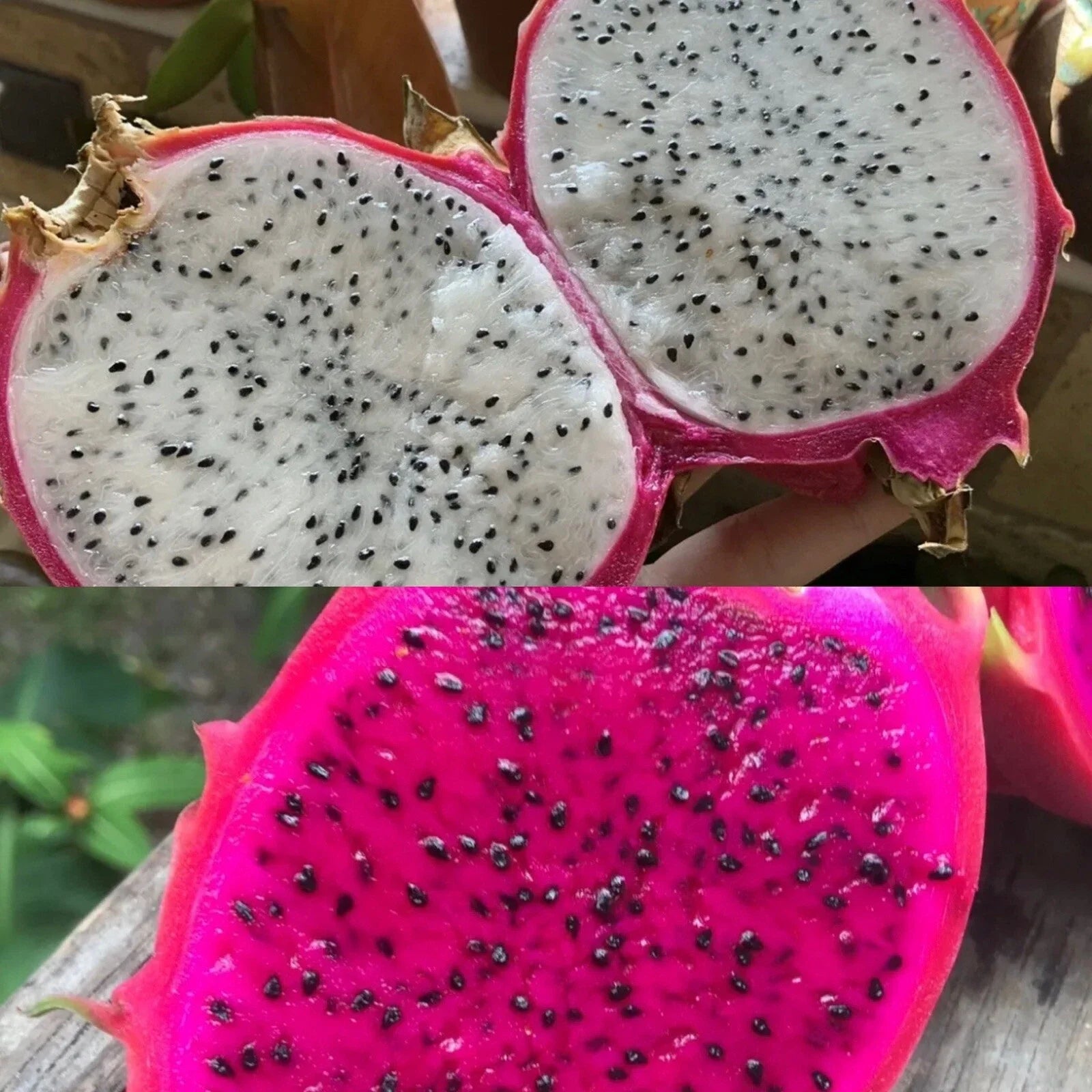Dragon Fruit Seeds Pack of 200 – White & Red Pitaya Seeds – Hylocereus Undatus Cactus for Planting
