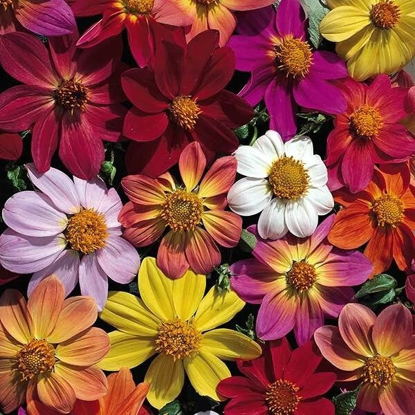 Victorian Mix Dahlia Seeds - Perennial Flowering Bulb - Vibrant Colors - Dahlia pinnata Seeds for Garden, Borders, Cut Flowers