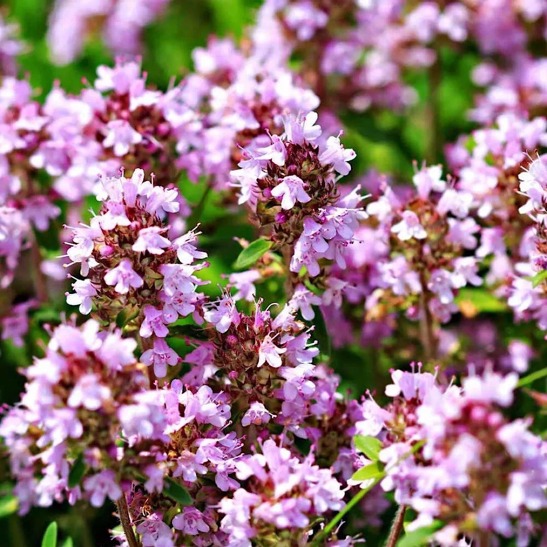 2000 Wild Thyme Seeds - Creeping Lemon Thyme (Thymus pulegioides) Non-GMO Herb Starter
