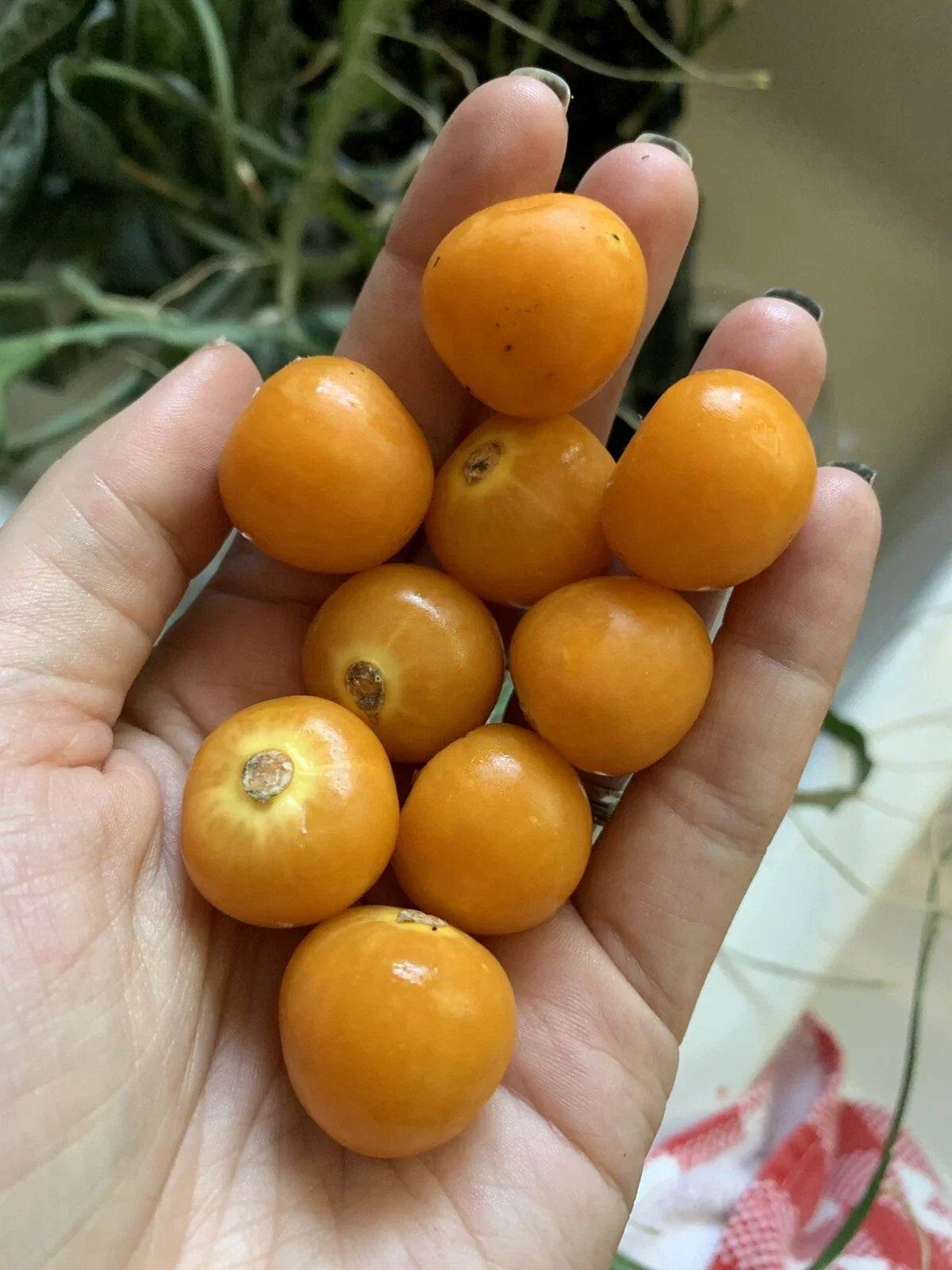 Golden Berry Seeds - 50 Pack Organic Physalis Peruviana for Home Gardening