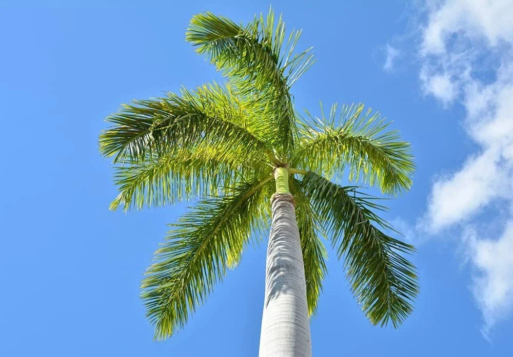 Royal Palm Tree Seeds - 10 Pack for Planting - Roystonea Regina - Tropical Landscaping, Garden, Coastal, Ornamental