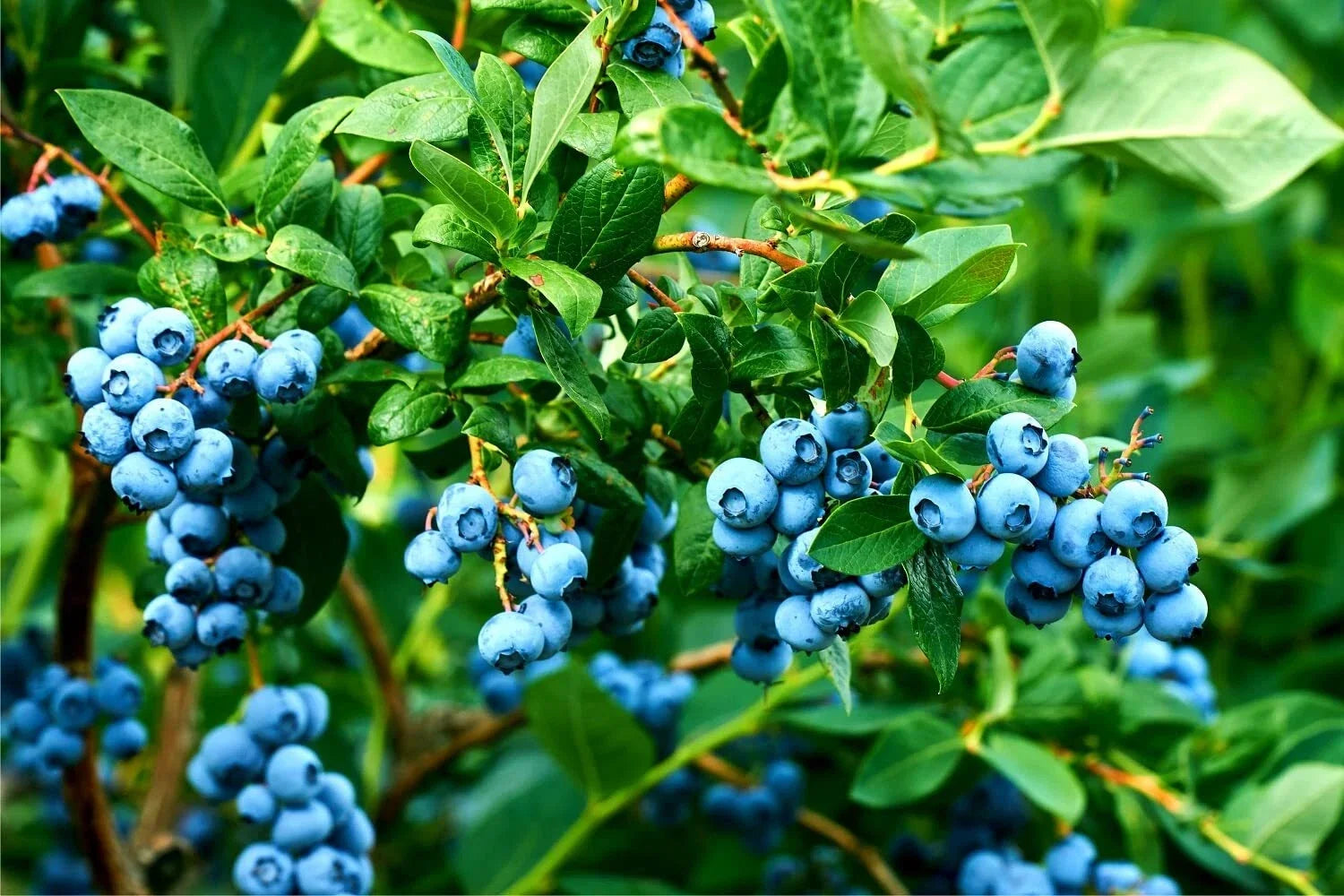 Blueberry Bush Seeds 250+ Pack, Northern Blueberry Vaccinium corymbosum, Fruit-Bearing, Garden & Container Planting