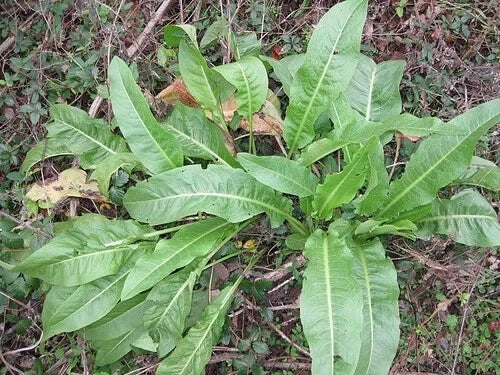 Curly Dock Live Plant - Edible Perennial Herb - Rumex crispus - Organic Yellow Dock for Gardens & Landscaping