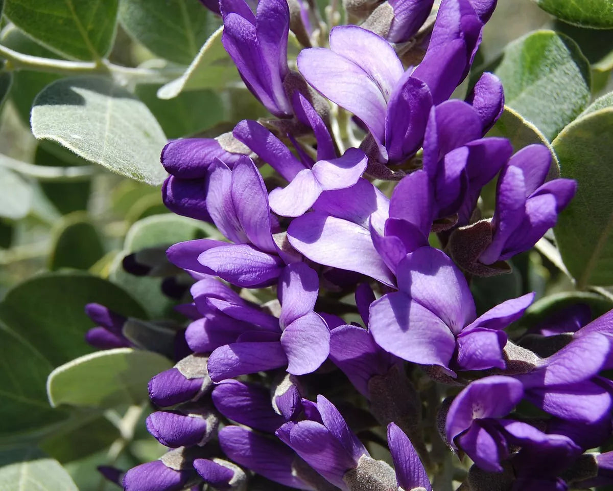 Mescal Bean Seeds for Planting - Texas Mescalbean, Native Sophora secundiflora, Drought Tolerant, 10 Seeds