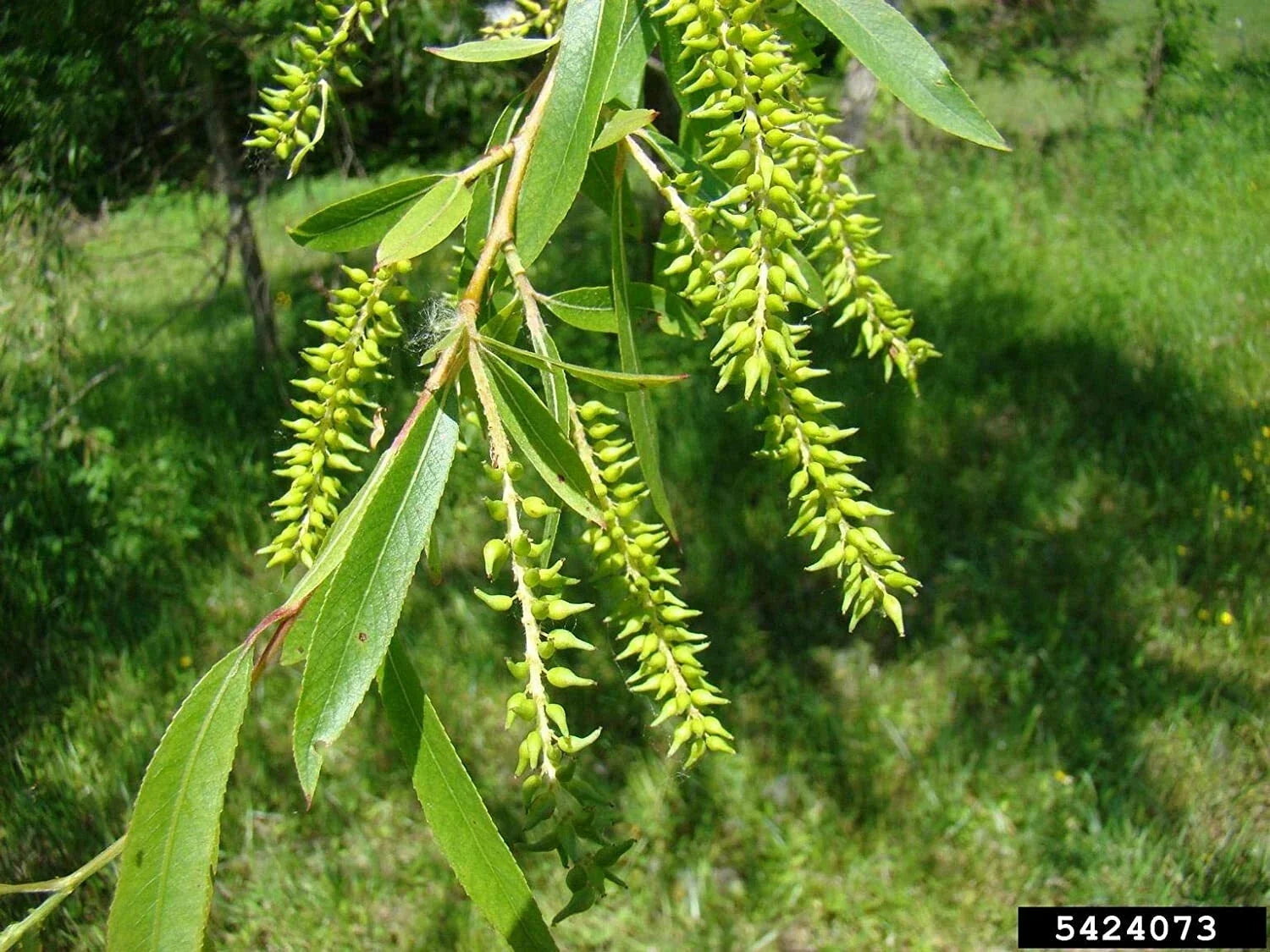 Black Willow Tree Cuttings - Live Plants for Shade & Privacy - Salix nigra