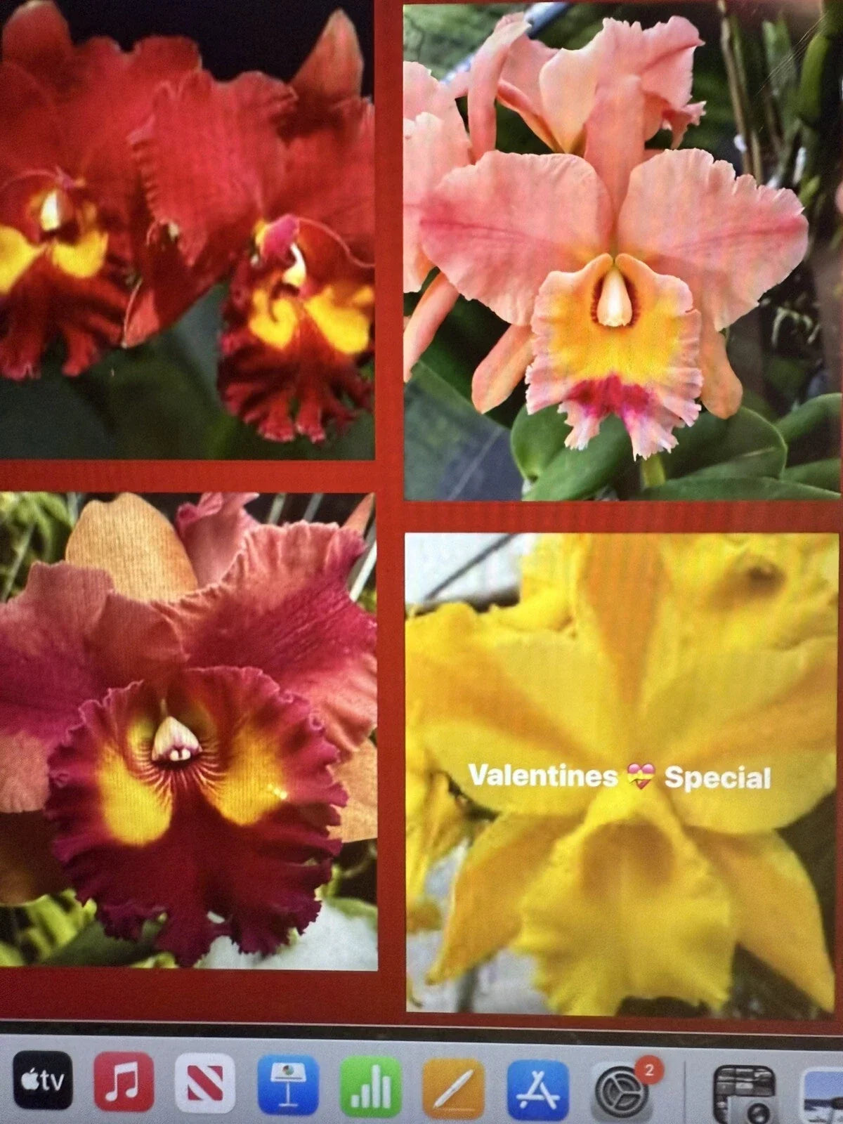Cattleya Orchid Plant Bare Root Starter Division – 2 Stems, Epiphytic, Indoor Garden, Cattleya spp.