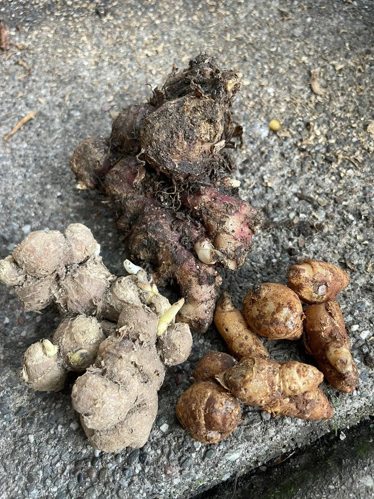 Indonesian Ginger Roots Set - Red, Black & Aromatic Zingiber spp. for Home Garden Planting