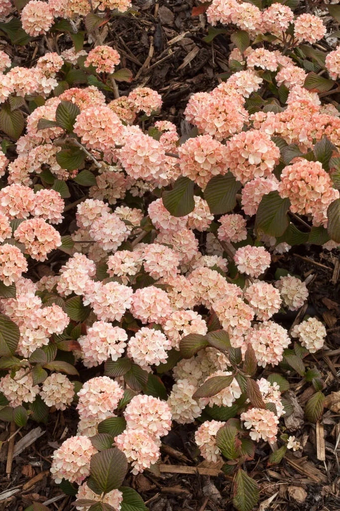 Viburnum Plant Bare Root Live Shrub Mary Milton Doublefile Viburnum plicatum f. plicatum 8+ Inches