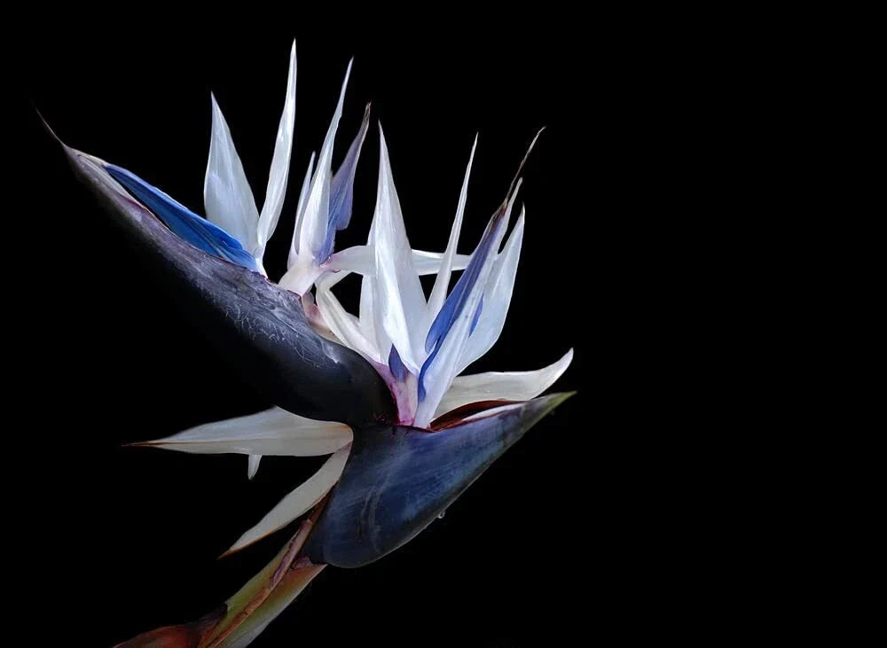 White Bird of Paradise Seeds - 5 Seeds for Indoor Plant or Bonsai - Strelitzia nicolai - Tropical Foliage, Exotic Garden