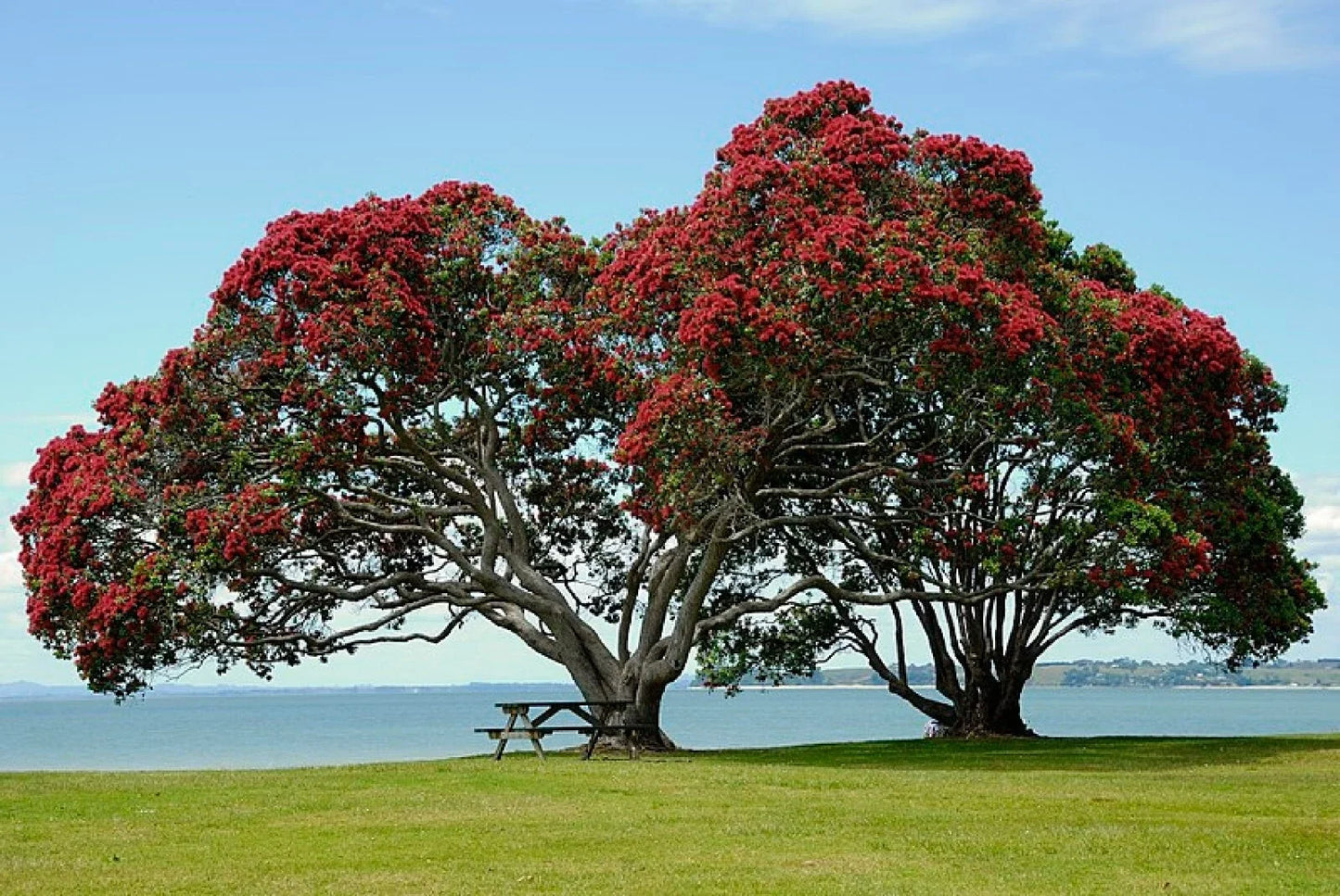 New Zealand Christmas Tree Seeds - Metrosideros tomentosa - Pack of 10, Evergreen Shrubs with Red Flowers, Hardy Garden Plant
