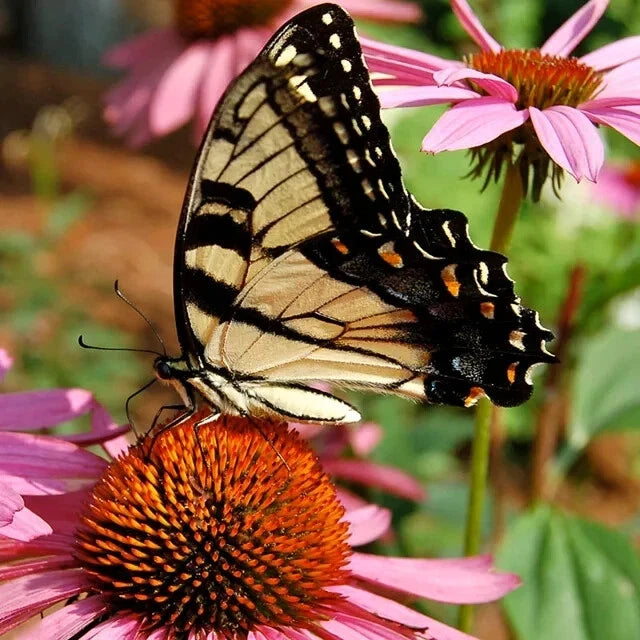 Hummingbird & Butterfly Wildflower Seed Mix – 200 Organic Nectar-Rich Seeds for Pollinators – Non-GMO Seed Packet