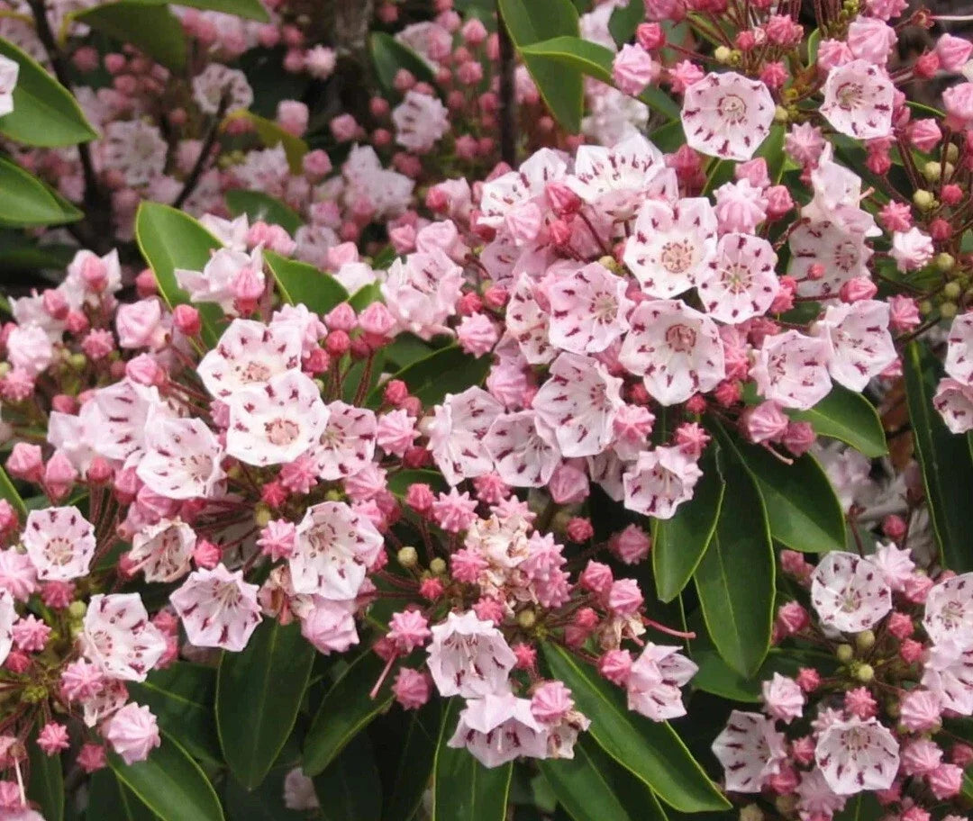 Pink Mountain Laurel Live Plant - Bare Root, 1 Ft, Kalmia latifolia, Pink Flowers, Shade Tolerant, Low Maintenance