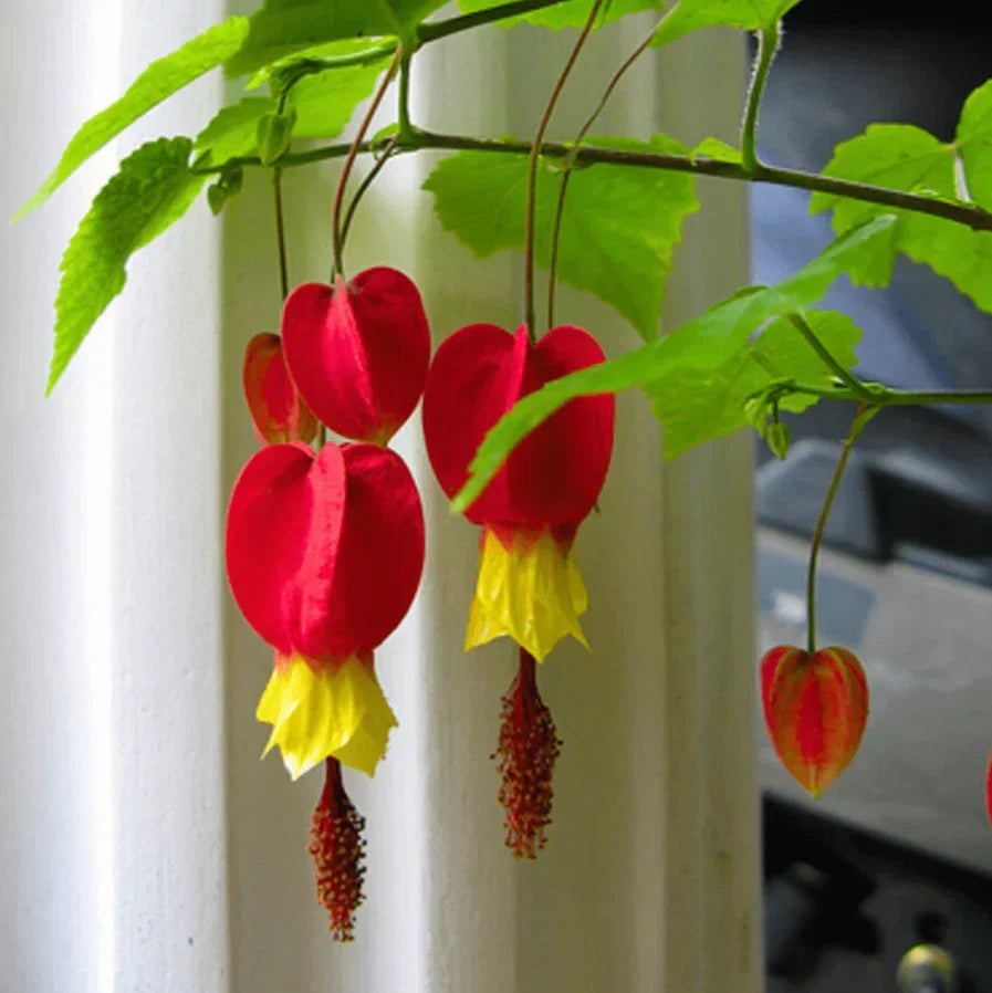 Live Abutilon Chinese Lantern Plants - 3 Well-rooted Colorful Plugs, 2–5" Tall for Gardens & Containers