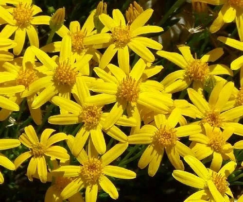 Damianita Seeds - 200 Chrysactinia Mexicana Drought-Tolerant Perennial Daisy Seeds for Garden, Xeriscape, Rock Garden