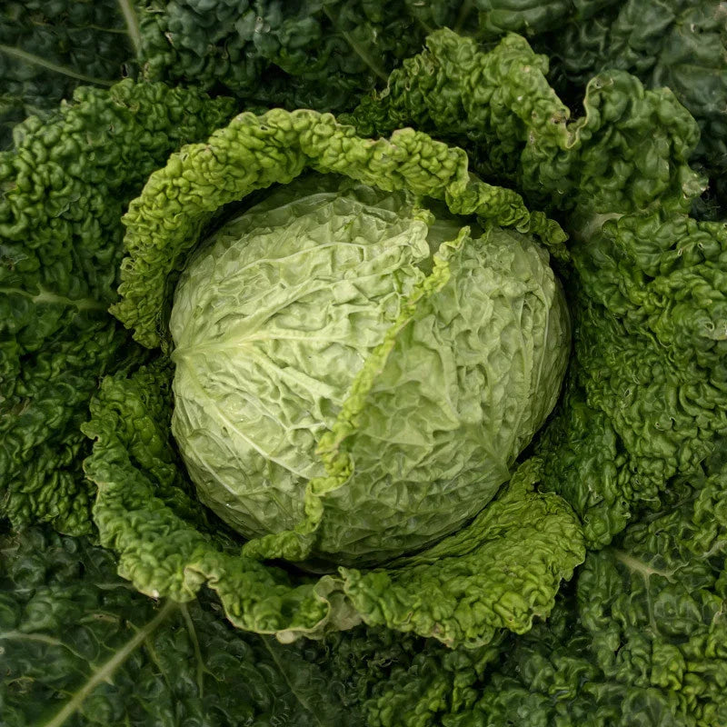 Savoy Perfection Cabbage Seeds - Non-GMO Heirloom Drumhead Brassica oleracea