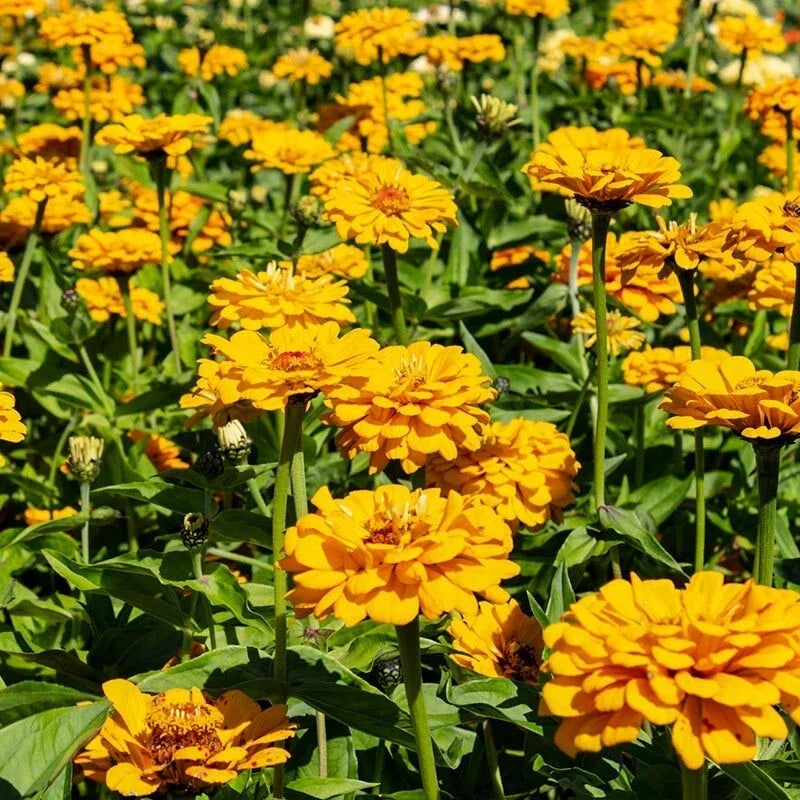 Golden State Zinnia Seeds - 100+ Pack for Garden Planting, Zinnia elegans, Bright Flowers, Easy to Grow, USA-Grown, Free Shipping