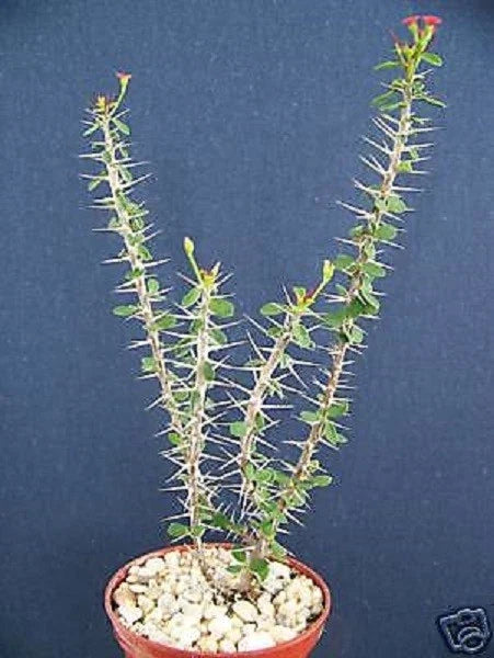 Euphorbia guillemetii Hybrid Succulent Plant in 4" Pot – Rare Varietal, Drought-Tolerant Indoor & Outdoor Houseplant