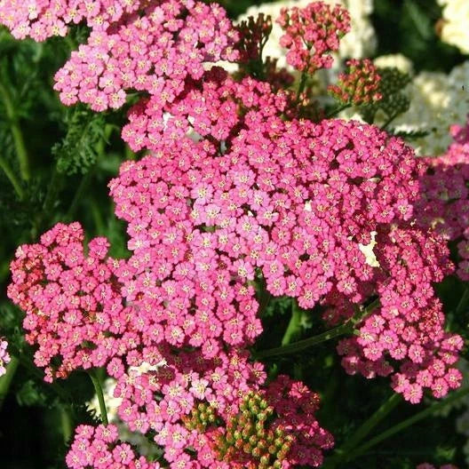 Yarrow Seeds Cerise Queen Perennial Non-GMO Achillea millefolium for Pollinators & Cut Flowers, 500 Pack