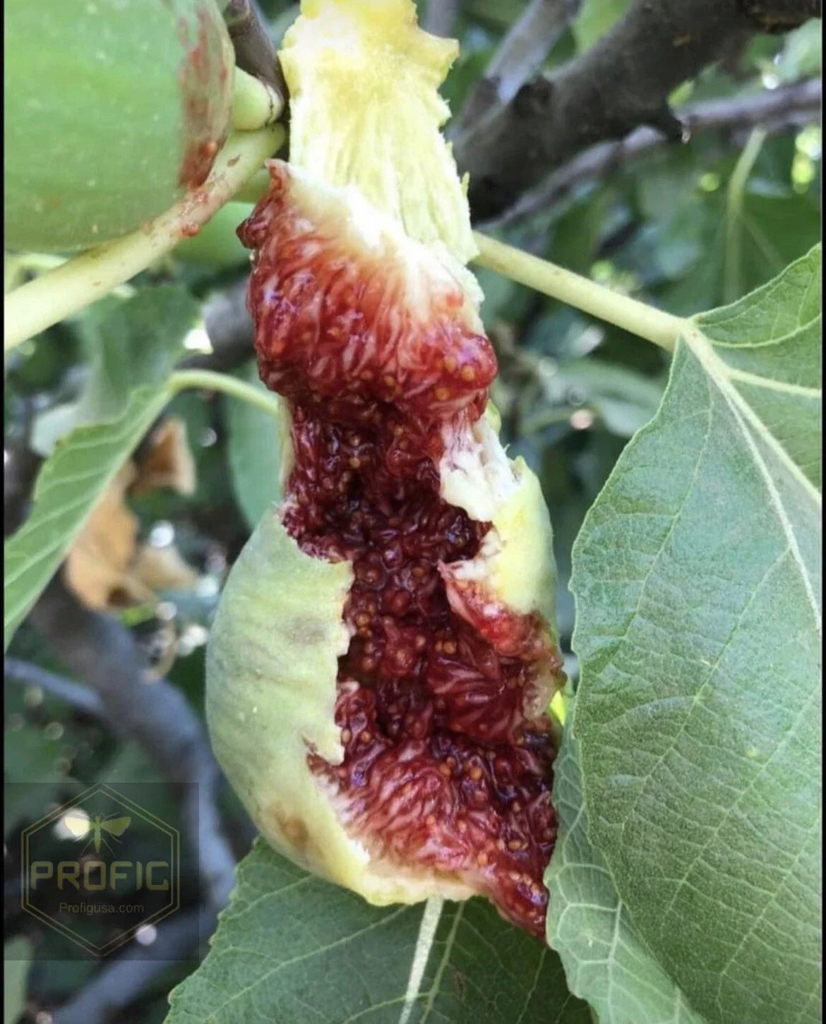 Fig Tree Cuttings - 5 White Adriatic Ficus carica Rooted Cuttings for Propagation - Free US Shipping