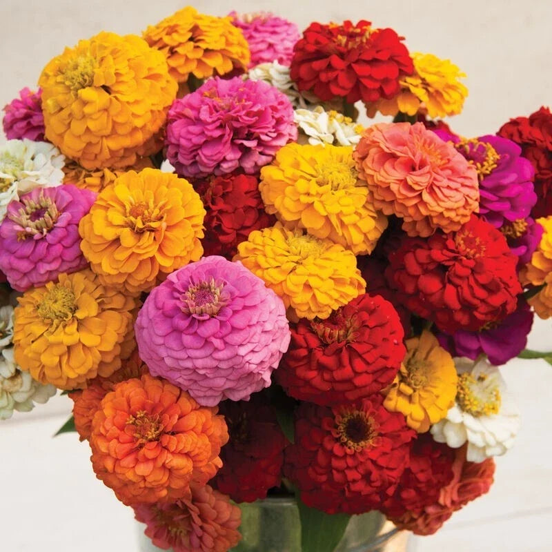 Zinnia Seeds - 100+ Oklahoma Mix Flower Seeds for Garden, Borders, Containers - Zinnia elegans, Vibrant Colorful Blooms